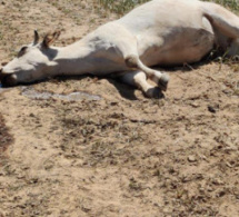 Quatre vaches et un singe retrouvés morts, près des locaux d’une société minière