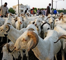 Approvisionnement pour la Tabaski : Le Sénégal a besoin de 740.000 moutons