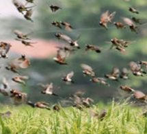 Saint-Louis : Des champs de riz menacés parles oiseaux granivores