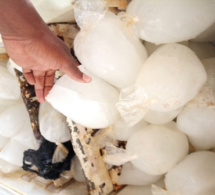 Rigueurs de la forte canicule : Les stocks de glacières s’écoulent rapidement, au marché de Mbour