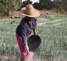 Engrais organiques : Une nouvelle préférence des agriculteurs