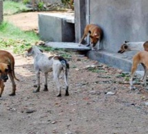 Hann-Marinas : la chasse aux chiens errants ayant attaqué des moutons tourne mal