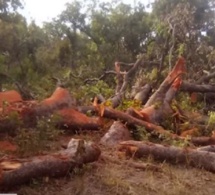 Casamance -Exploitation abusive du bois sur fond de conflit armé : Les populations locales obligées de s’aventurer dans des zones interdites