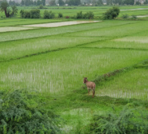 Podor- Des centaines d’hectares de riz emportés par les eaux : Les riziculteurs laissés avec leurs pertes