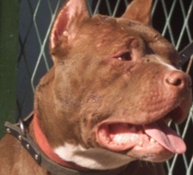 Parcelles Assainies : il lâche son pitbull contre un élève de sixième