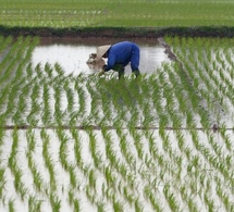 Développement des chaînes de valeur rizicoles en Afrique de l’Ouest : Le Fonds africain de développement débloque un premier appui de 99 millions de dollars