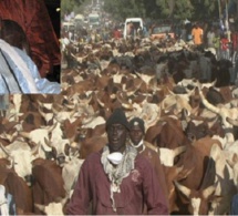 Cheikh Béthio, ses disciples et le Magal: Les bouchées doubles.. 3 000 bœufs en vue