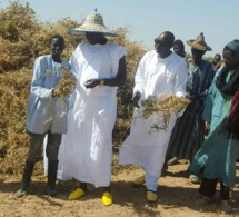 IMAGES: Serigne Djily Fatah en visite dans ses champs à Hosnoul Mahab 3 Ndindy.