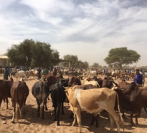 Gamou Tivaoune 2015: L'homme d'affaire Aziz Ndiaye offre des bœufs aux chefs religieux de la ville sainte de Tivaoune.