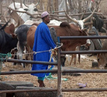 Partenariat avec les jeunes du ranch De Dolly : Mabouba Diagne annonce un investissement de 700 millions pour dynamiser l’élevage