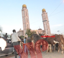 Maoloud 2015: L'homme d'affaires Aziz Ndiaye offre des bœufs à Abdoul Aziz Sy junior.