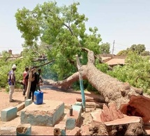 Kounkané : Grosse indignation après l'abattage d'un caïlcédrat centenaire pour un projet municipal