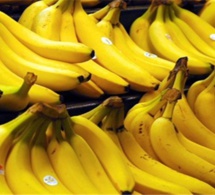 La banane a rapporté 6,5 milliards de FCFA aux producteurs en 2015