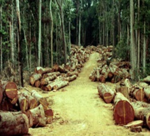 Bignona : Climat et forêts et développement…Le conseil départemental de Bignona pose le débat