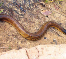 Des serpents hantent le sommeil des malades à l'hopital Le Dandec