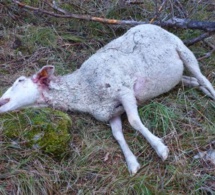 Keur Massar : 45 jours ferme pour Ibrahima Ndong qui a voulu vendre un mouton mort à une dibiterie