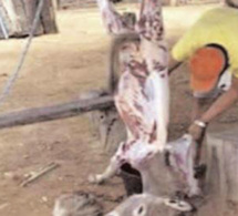 Audition du chevillard Babacar Sarr : "A la Sogas, la viande d'âne est mélangée à celle de bœuf, chèvre et mouton"