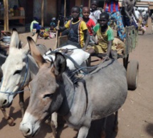 Mali: trafic illégal de viande d’âne en hausse dans le pays