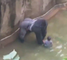 Un zoo tue son gorille après la chute d’un enfant dans l’enclos