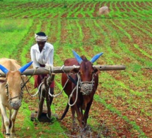 Projet écovillages : Le modèle sénégalais inspire le Burkina Faso