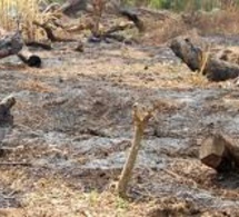 La coupe abusive de bois n’est pas l’apanage de la Casamance Monsieur le Président de la République... - Par Demba Sow